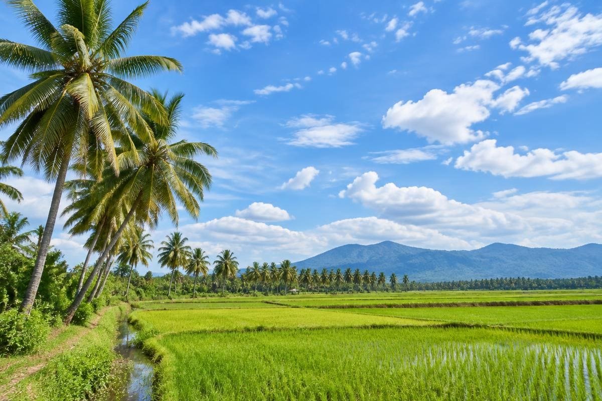 Green paddy fields and coconut palms under a clear sky at the best time to visit Kerala