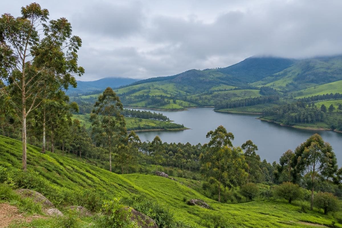 Munnar vs Ooty for a Honeymoon